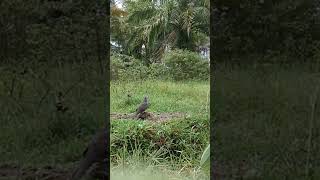 Download lagu Pikat dapat law4n kurang bermental#shortsvideo#tekukur#pikat#tekukurmania#tekukurgacor mp3 Download lagu Pikat dapat law4n kurang bermental#shortsvideo#tekukur#pikat#tekukurmania#tekukurgacor mp3