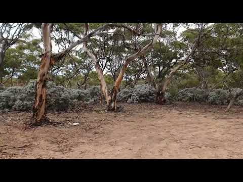 Nullarbor Trip Free Camp 03 SA 55k West of Yalata 37k East of Nullarbor Roadhouse Dog friendly