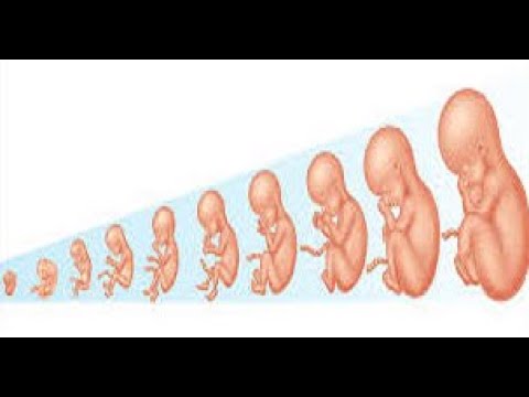 How  embryo develops in Quran?