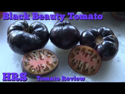 , title : '⟹ Black Beauty Tomato, Solanum lycopersicum Tomato Review #tomato'