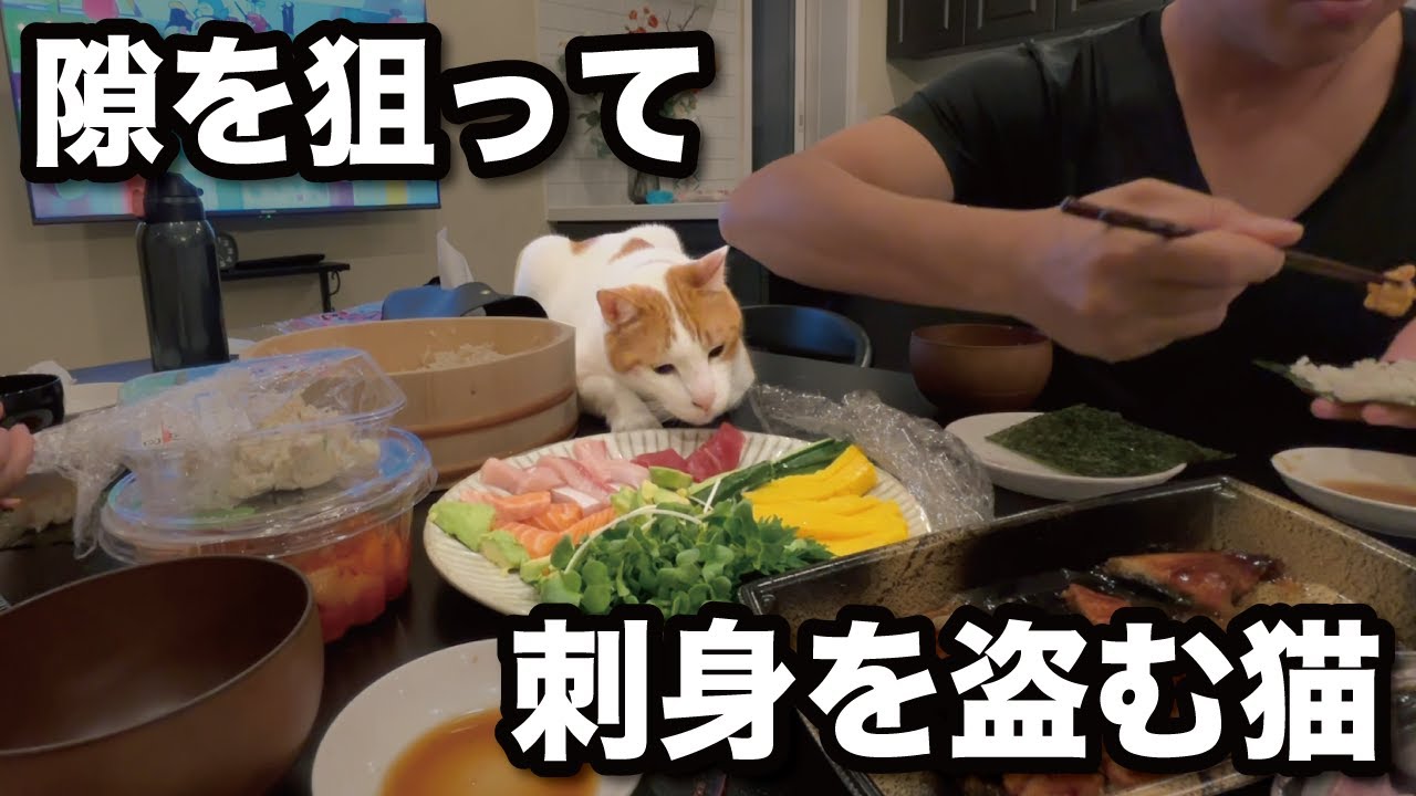 甘えんぼ猫と手巻き寿司をしたらこうなる…！我が家のリアルな晩御飯