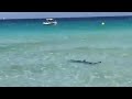 Hai Alarm Am Strand Auf Mallorca