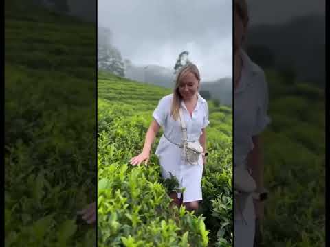 Видео о Магия чая 💚 Шри-Ланка, Чайная фабрика на Шри-Ланке. 