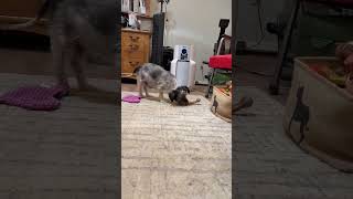 Video preview image #1 Mutt Puppy For Sale in Boonton, NJ, USA