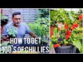 How To Get 100 + Chillies From Chilli Plants - Naga Morich Plant Care, Organic Pest Control