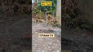 Download lagu Mikat Burung Sirtu Muda Hutan Gacor | Bukan Burung Prenjak mp3