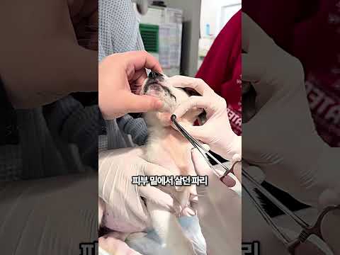 이상한 무늬가 있는 강아지