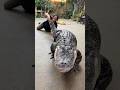 Darth Gator loves his exercise!🐊🙌🏻 #alligator