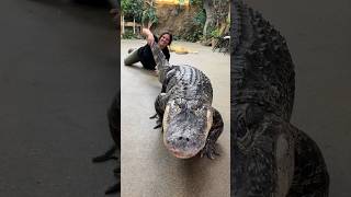 Darth Gator loves his exercise!🐊🙌🏻 #alligator