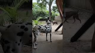 Dalmatian or Doberman? I love Both of course.  U tell me 🌴 👍 👌