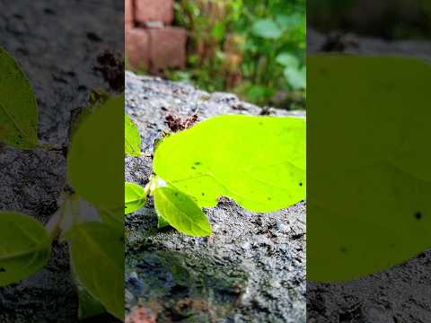 Iphone 14 HD Pro Camera Picture VIDEOGRAPHY ! #shorts #short #shortsfeed