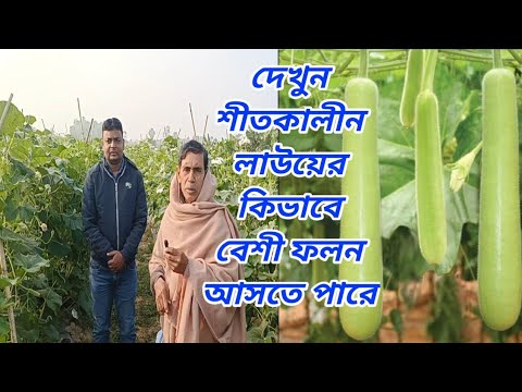 শীতকালে লাউয়ের অবাক করা ফলন দেখুন।।lau chas|| লাউ চাষ।। Bottle gourd||