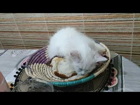 ❤️😳🙄😍🤗♥️😂🐈ههههه ملقيت مانهدر راقد بي نوم