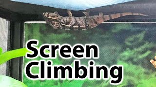 Why is my chameleon climbing the screen?