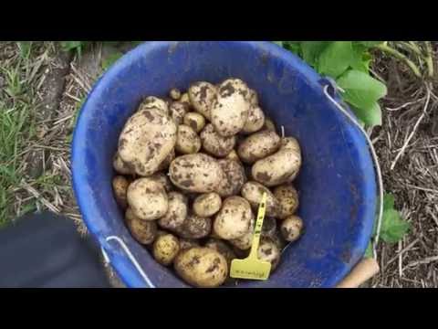 , title : 'Toms Moestuin 2016 #39 : Vroege aardappelen oogsten'