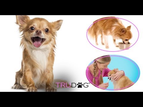 The Ultimate Guide to Caring For The Chihuahua Dog