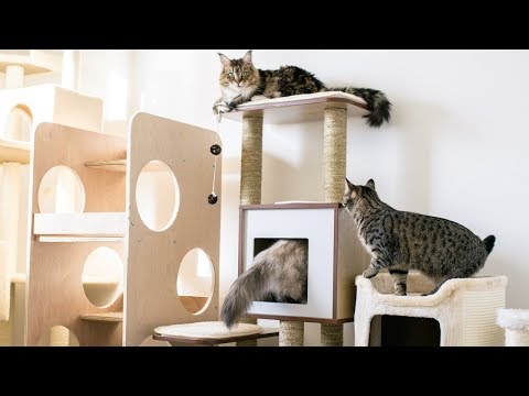 Comparing Our Cat Trees