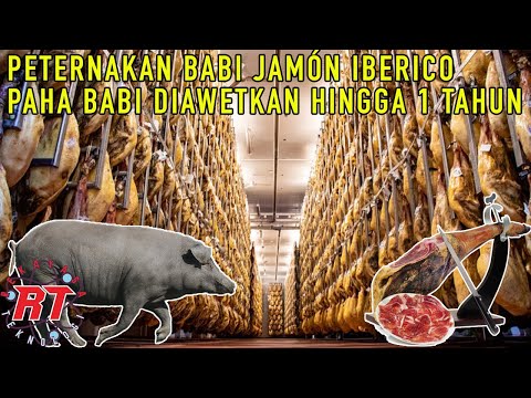 , title : 'PERTERNAKAN BABI TERMAHAL JAMÓN IBERICO SPANYOL DAN PROSES PENGOLAHAN PENGAWETAN PAHA BABI DIASINKAN'