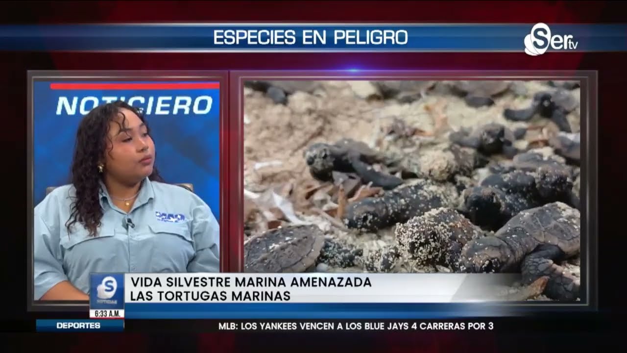Conservación de Tortugas Marinas en Panamá - Mes de los Océanos 2025