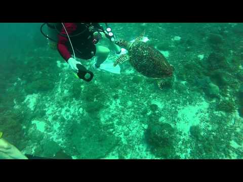 2nd YouTube video about are sea turtles dangerous