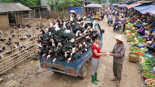 Buying All the Geese From a Farmer | 3-Wheeled Truck Full of Geese Goe