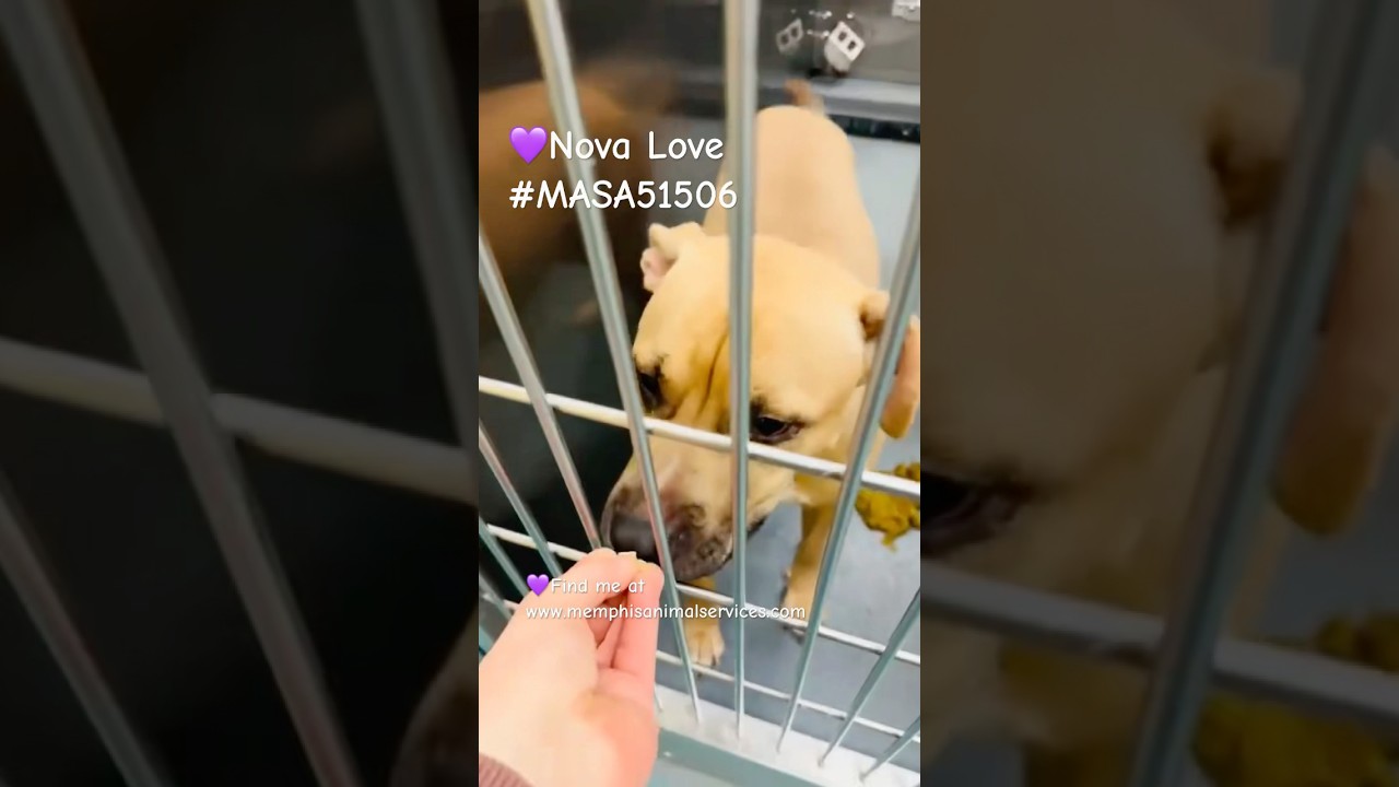 Enlarge Nova Love, a Adoptable Mixed Breed in Bartlett, TN video 2/6