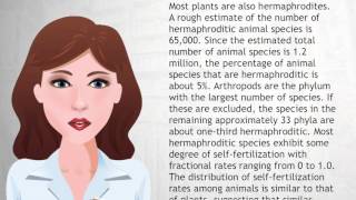 Hermaphrodite - Wiki Videos