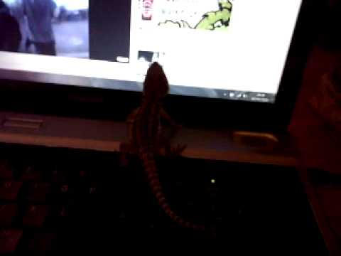 Beavis on my laptop listening to N.W.A