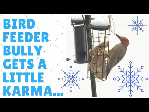Bird Feeder Bully! Woodpecker gets a dose of his own medicine!