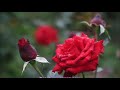 'https://youtu.be/ESe' 글에 포함된 동영상