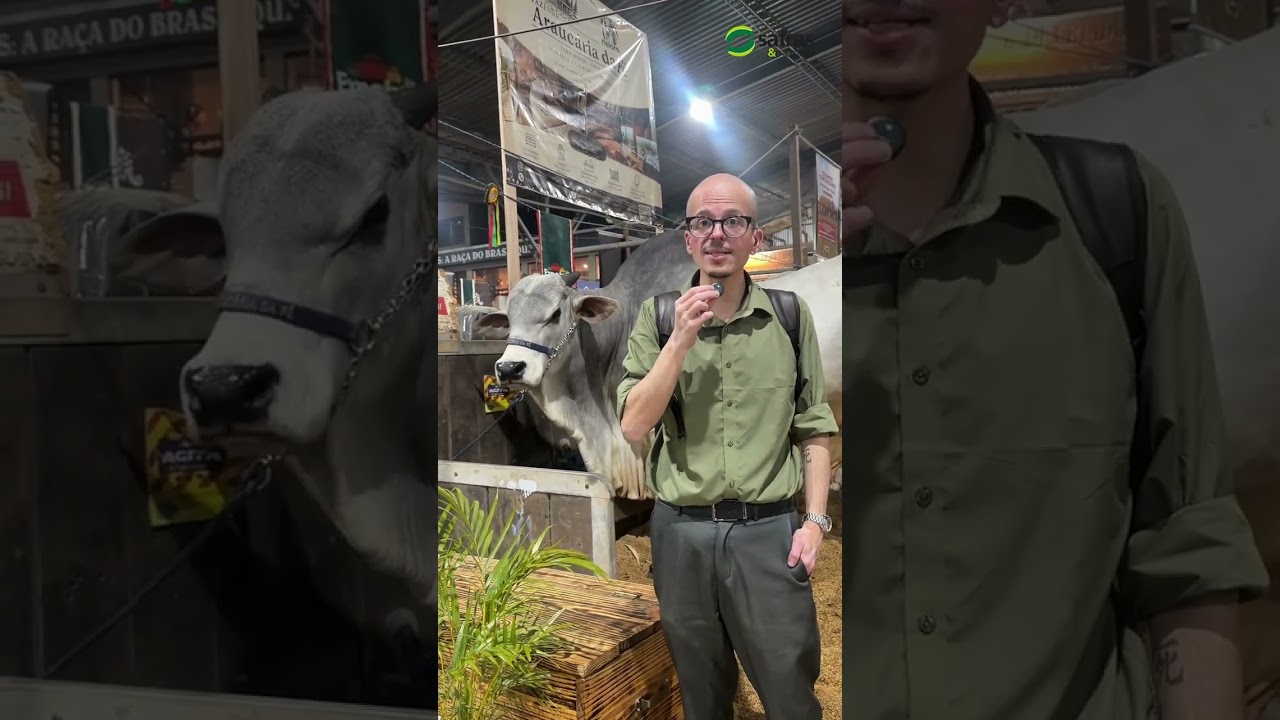 Você sabe o que diferencia as principais raças bovinas? 🐂