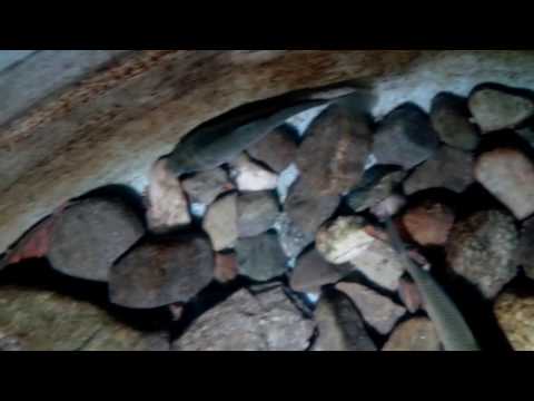 Fish - My Lovely Pet