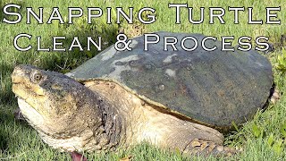How to Clean, Skin and Process a Snapping Turtle!