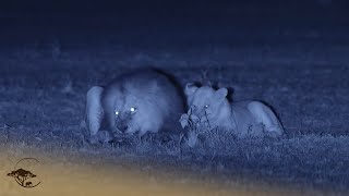 Lions Hunt Under Cover Of Darkness