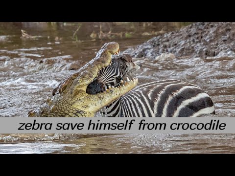 zebra escape from ferocious crocodiles