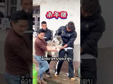 ประเพณีโบราณของจีน! 🐶🔪 #หมา