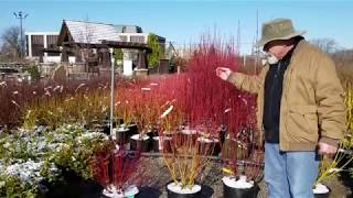 Lurvey Walk &amp; Talk - Dogwood Shrubs