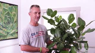 Ficus Audrey purchase online at Plantz.com