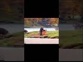 Pelea De Humano Vs Oso