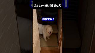 当たり前のように一緒に寝床に行く愛犬　#グレートピレニーズ #大型犬 #愛犬 #かわいい犬 #greatpyrenees