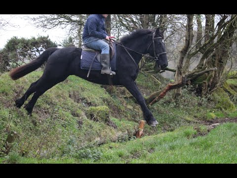 Lovely 16.1h homebred hunter - Image 2