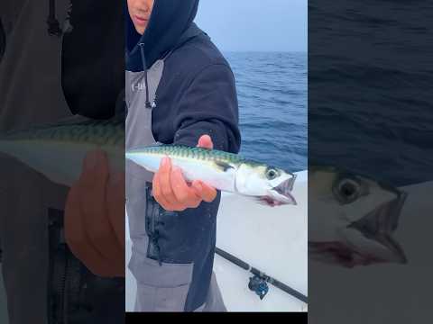 Asians Aren’t the Only Ones who Eat This Fish #shorts #fishing