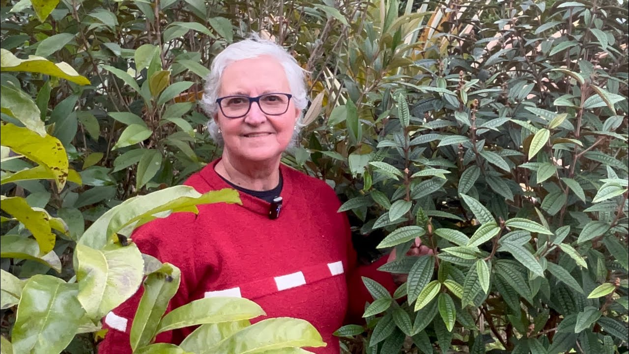 REMÉDIOS CASEIROS DA DONA LÚCIA E A HORTA DE PLANTAS MEDICINAIS
