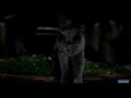 Stuart Little Cat Chase Scene