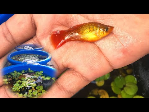 WILD CAUGHT Fish and Plants in Summer Tubs 2019