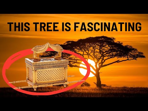 Everything you need to know about Acacia trees