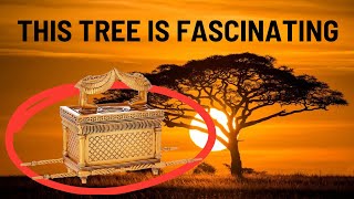 Download lagu Everything you need to know about Acacia trees mp3 Download lagu Everything you need to know about Acacia trees mp3