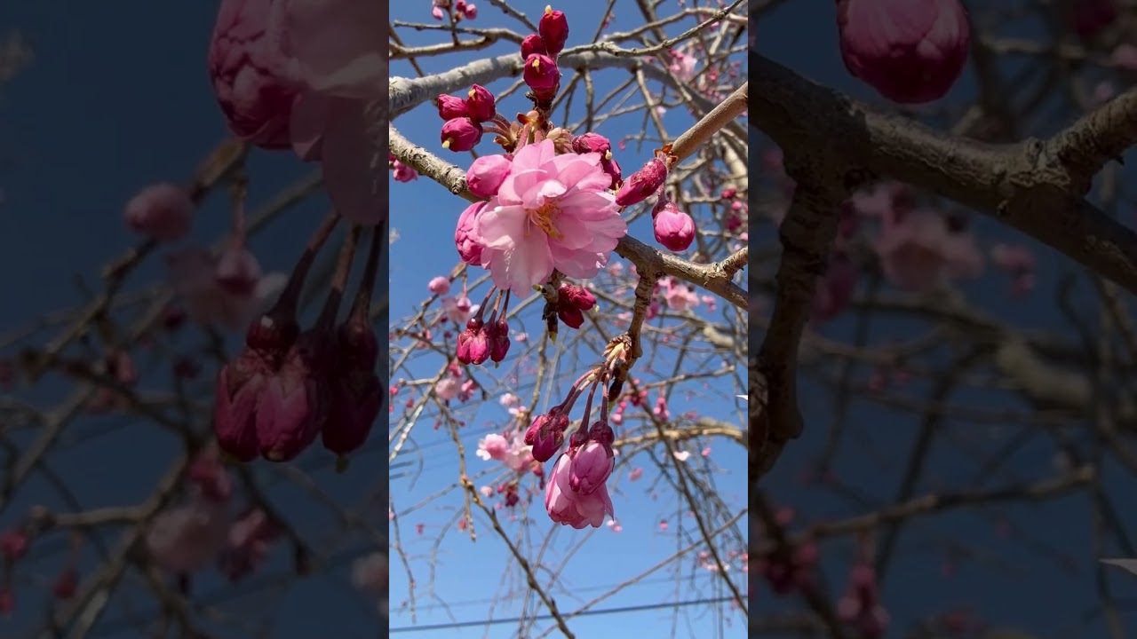Beautiful Cherry Blossoms  #shorts #sakura