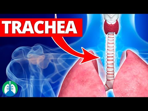 Trachea (Medical Definition) | Quick Explainer Video