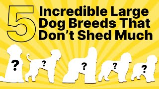 Best Hypoallergenic Large Dog Breeds 🐶 Guide 2025 🔴
